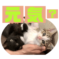 [LINEスタンプ] しんたま日和