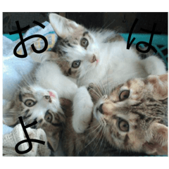 [LINEスタンプ] 猫集合 幼少期ver
