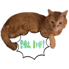 [LINEスタンプ] 猫村(勉強を教える猫達)