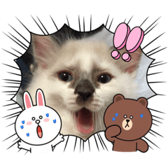 [LINEスタンプ] 可愛いニャンズスタンプ