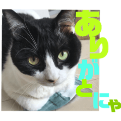 [LINEスタンプ] ハチワレ福太郎