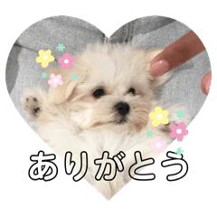 [LINEスタンプ] 私の犬っち