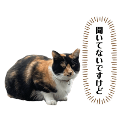 [LINEスタンプ] アロー猫2