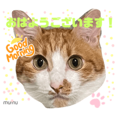 [LINEスタンプ] 茶白猫むむ 普段使い あいさつ