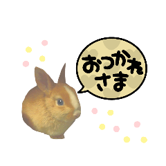 [LINEスタンプ] うさぎの若7