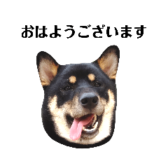 [LINEスタンプ] 黒柴 さてつくん