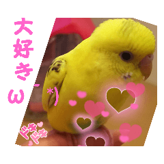 [LINEスタンプ] ♥️インコちゃんスタンプ♥️