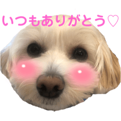 [LINEスタンプ] マルプーのCOCOちゃん♡