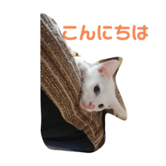 [LINEスタンプ] 毎日やる気のうちの子猫3兄弟