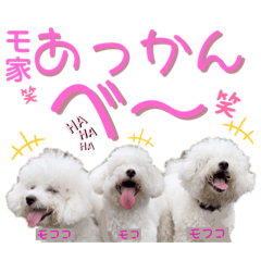 [LINEスタンプ] ビションフリーゼ"モ家三姉妹"