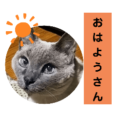 [LINEスタンプ] 京女かんなhaaaan！！！