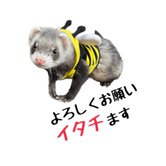 [LINEスタンプ] ふぇれすた。(よく使うver)