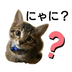 [LINEスタンプ] 我が家の可愛いすぎる猫ちゃんたち