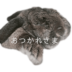 [LINEスタンプ] 癒しのおじいちゃんうさぎ