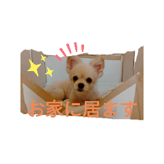 [LINEスタンプ] くーちゃんLINEスタンプ3！