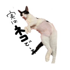 [LINEスタンプ] Qoo！！