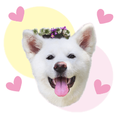 [LINEスタンプ] 秋田犬 桜のスタンプ