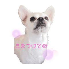 [LINEスタンプ] チワブルくまちゃん2