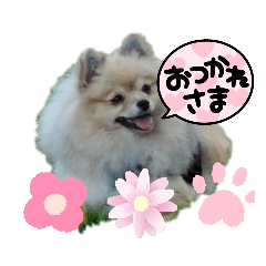 [LINEスタンプ] 812ポンちゃん