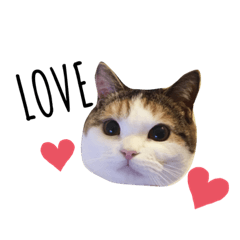 [LINEスタンプ] スコティッシュフォールド♡ ①