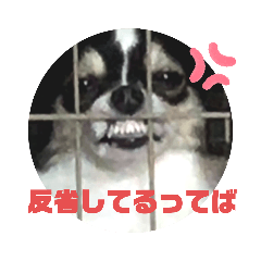 [LINEスタンプ] かわいいチワワがご挨拶②の画像（メイン）