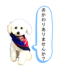 [LINEスタンプ] 犬わんちゃんねる24sr版