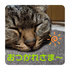 [LINEスタンプ] いとう家のねこちゃんず
