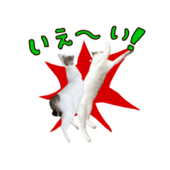 [LINEスタンプ] 我が家の猫スタンプ第二弾