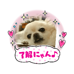 [LINEスタンプ] チワワ兄弟の記録