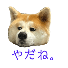 [LINEスタンプ] 秋田犬ビスコのスタンプ3 feat.コテツ