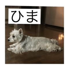 [LINEスタンプ] 世界一可愛いメメちゃんのスタンプ
