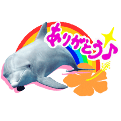 [LINEスタンプ] 御蔵島のイルカと子供たちが描いたイルカ2