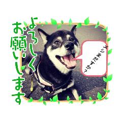 [LINEスタンプ] 黒柴ななちゃんでござんす