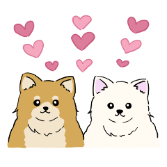 [LINEスタンプ] ♡もふもふ ポメラニアン♡