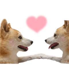 [LINEスタンプ] わが家の柴わんこ9.