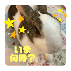 [LINEスタンプ] お茶目なkokkochan(6)