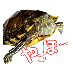 [LINEスタンプ] 我が家のカメたん