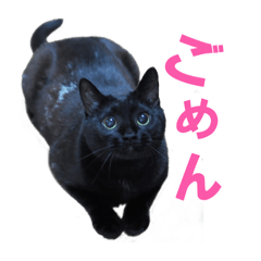 [LINEスタンプ] 黒猫がかわいいだけの普通のスタンプ
