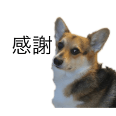 [LINEスタンプ] 感謝コーギー