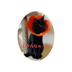 [LINEスタンプ] 黒猫あずきとトラ猫ちび太