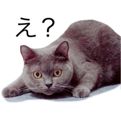 [LINEスタンプ] 猫 挨拶スタンプ