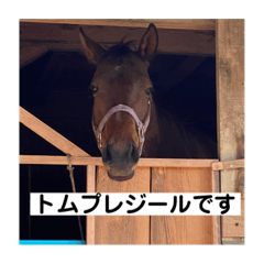 [LINEスタンプ] トムプレジールのスタンプ