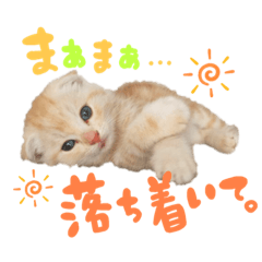 [LINEスタンプ] ネコネコてんちゃん