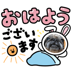 [LINEスタンプ] ぴけの日常スタンプ