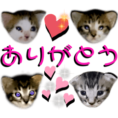 [LINEスタンプ] ねねこ♡⑭日常挨拶★実写猫〜かんたくん編