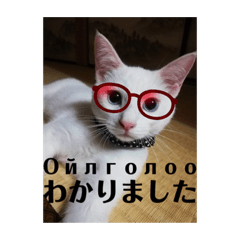 [LINEスタンプ] 毎日やる気の子猫挨拶 日本語 モンゴル語