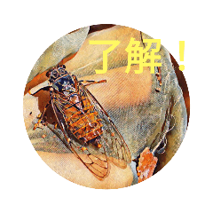 [LINEスタンプ] セミのつぶやきスタンプ