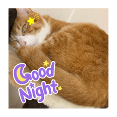 [LINEスタンプ] きーちゃん第2段