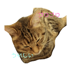 [LINEスタンプ] 表情豊かなにゃんこちゃん 1