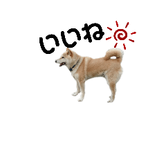 [LINEスタンプ] 柴犬ふく ⑤
